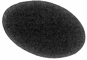 592286 DISC SANDING GRIT 36 7", F/COBOLT CEG-230 SCALE MACHINE 